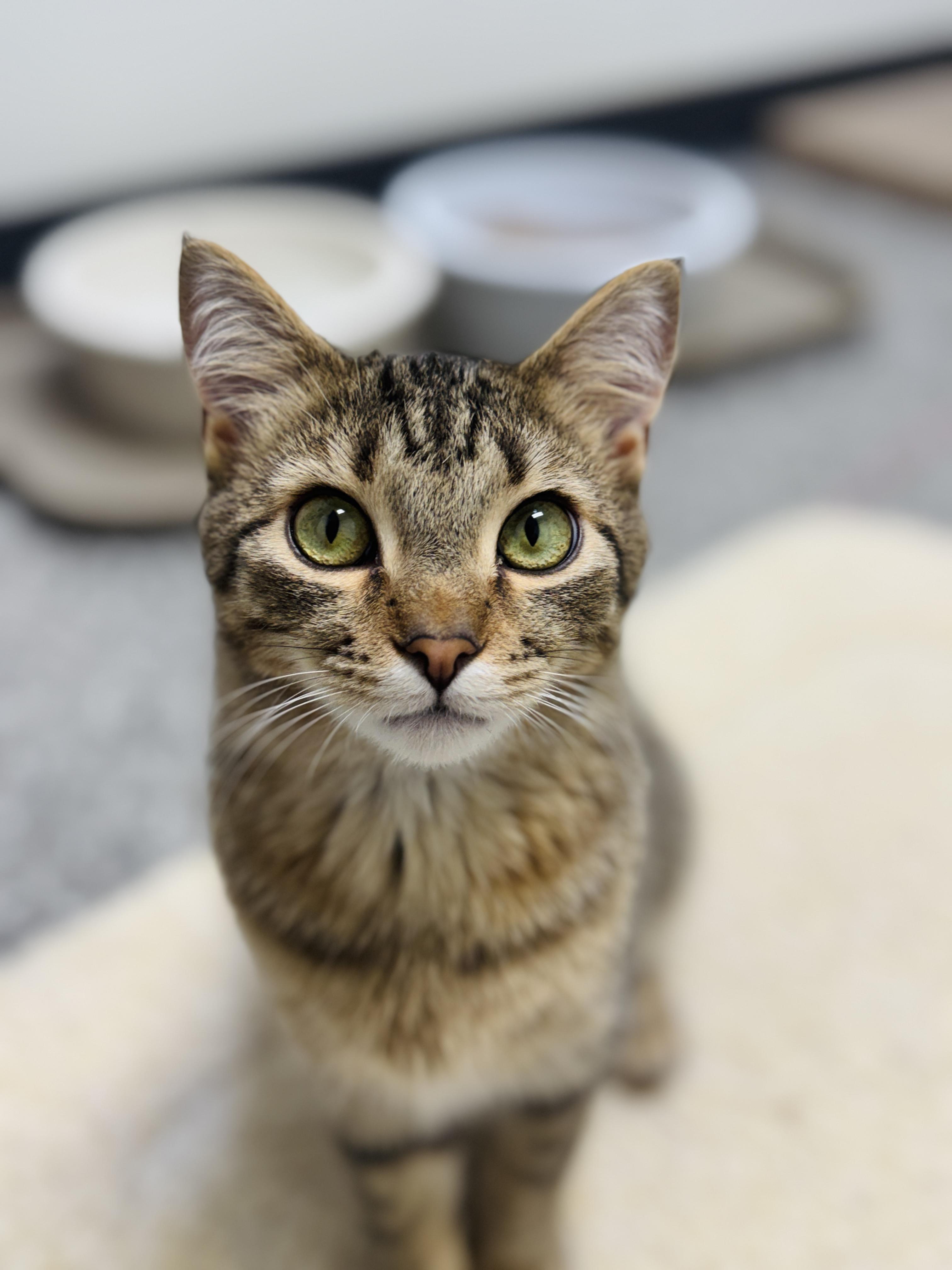 Enlarge Pistachio and Chunky Monkey *Bonded Pair*, a ADOPTABLE Domestic Short Hair in Watertown, WI image 5/5