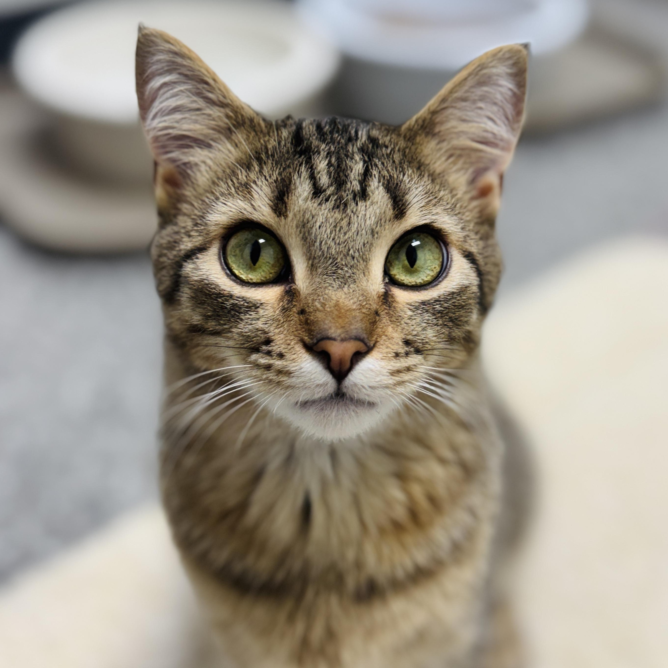 Pistachio and Chunky Monkey *Bonded Pair*, a ADOPTABLE Domestic Short Hair in Watertown, WI image 5/5
