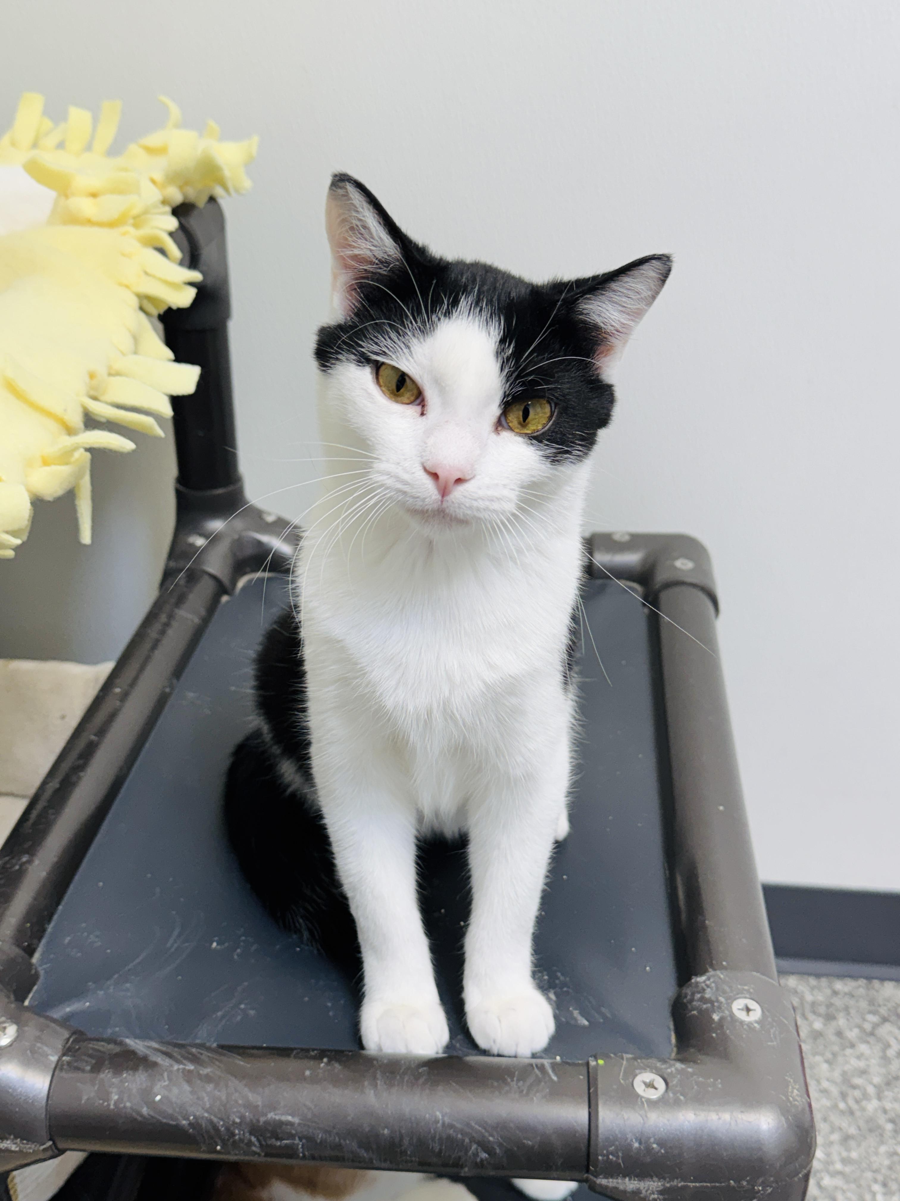 Enlarge Pistachio and Chunky Monkey *Bonded Pair*, a ADOPTABLE Domestic Short Hair in Watertown, WI image 4/5