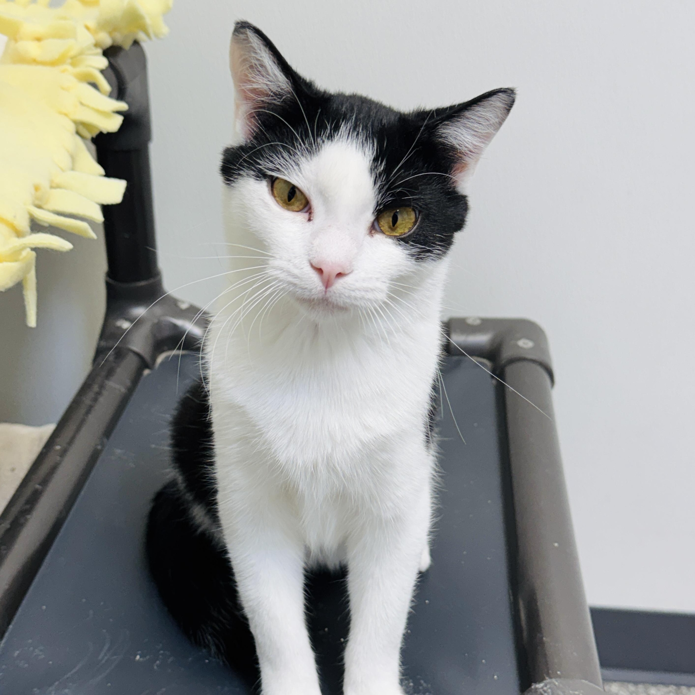 Pistachio and Chunky Monkey *Bonded Pair*, a ADOPTABLE Domestic Short Hair in Watertown, WI image 4/5