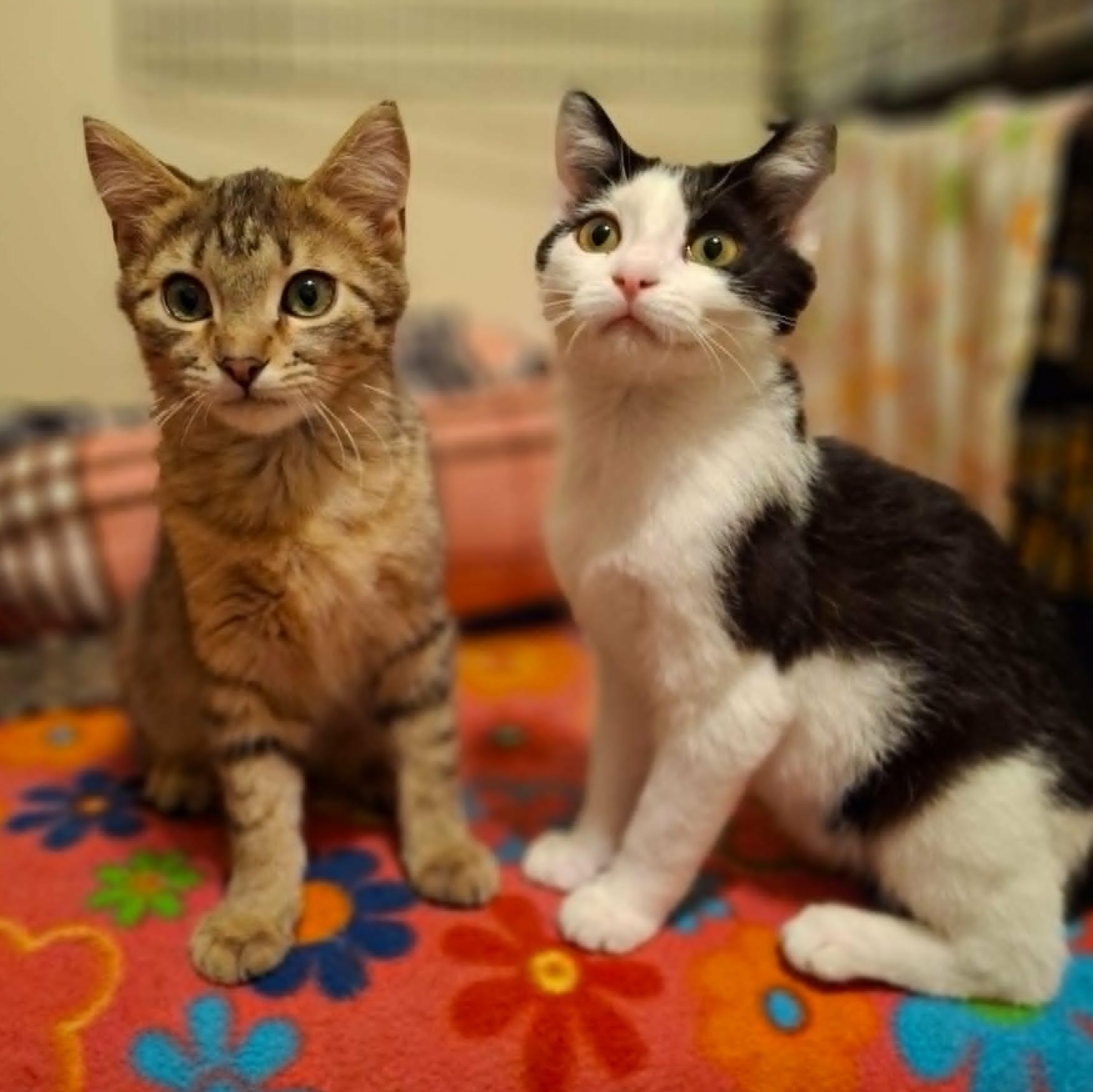 Enlarge Pistachio and Chunky Monkey *Bonded Pair*, a ADOPTABLE Domestic Short Hair in Watertown, WI image 2/6