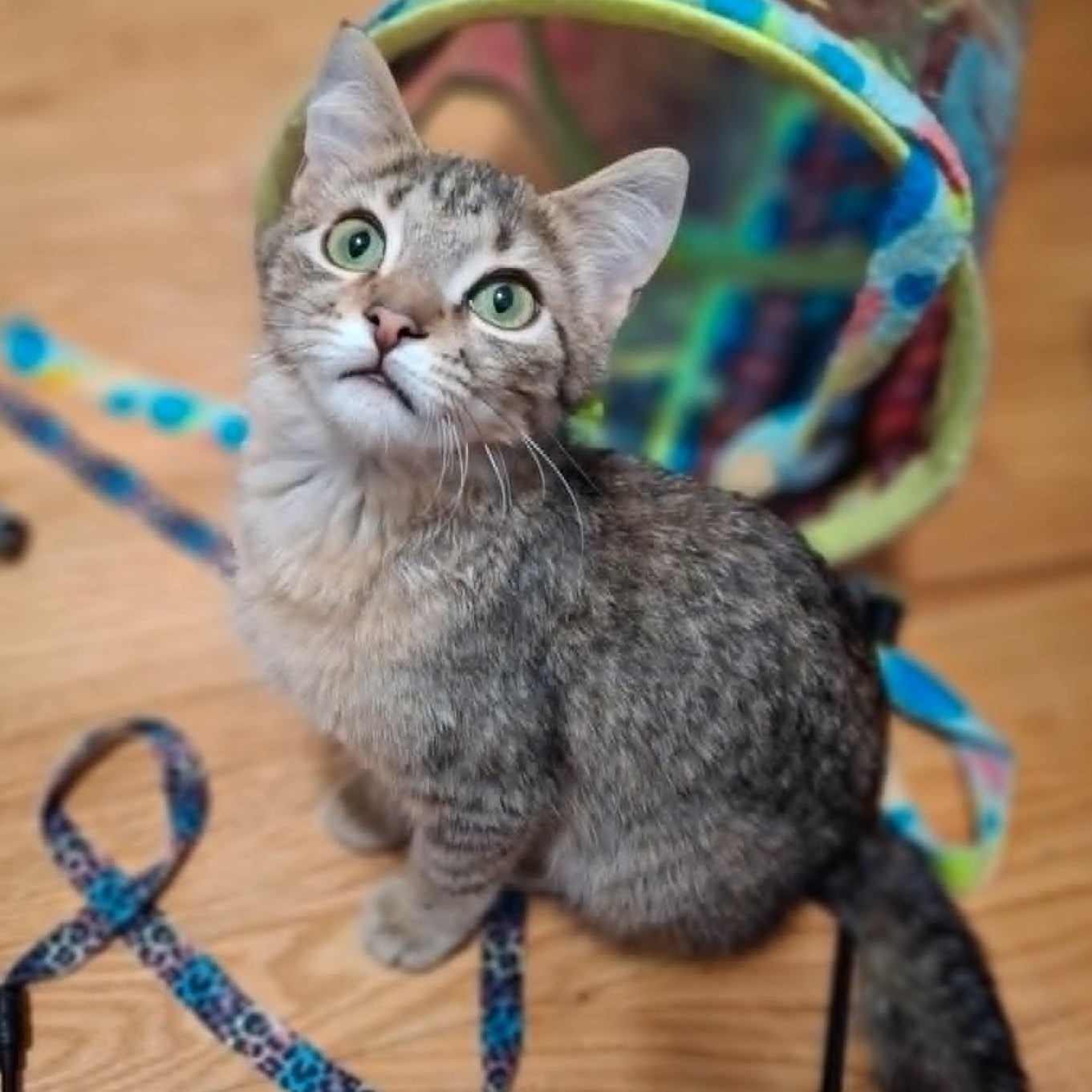 Enlarge Pistachio and Chunky Monkey *Bonded Pair*, a ADOPTABLE Domestic Short Hair in Watertown, WI image 5/6