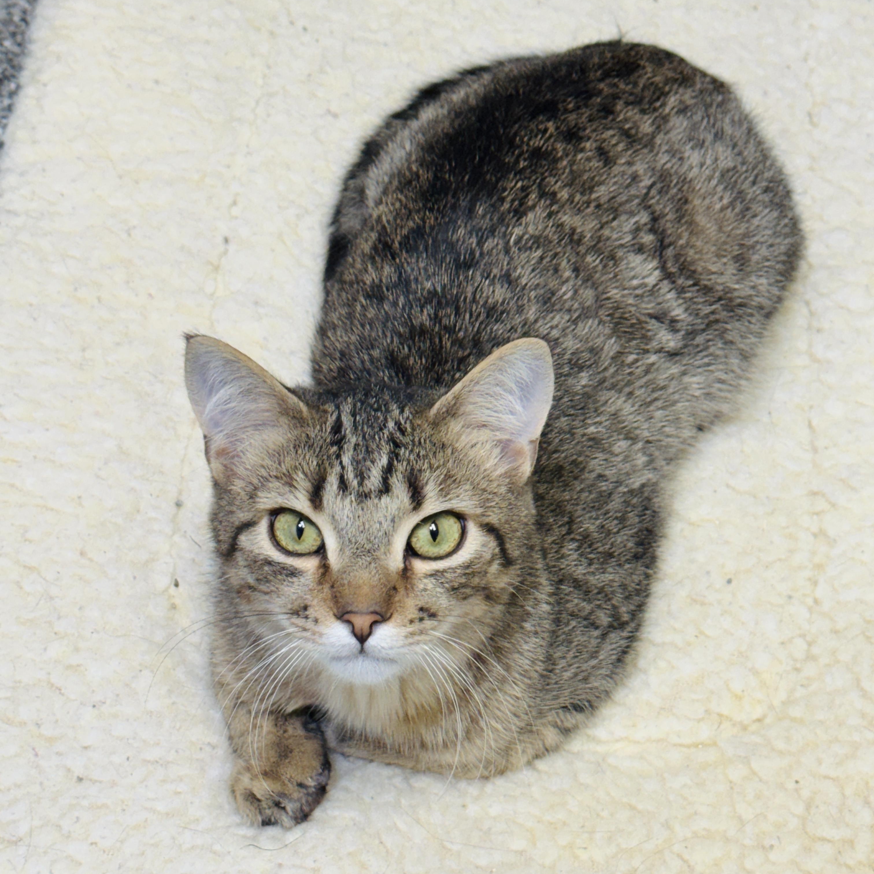 Pistachio and Chunky Monkey *Bonded Pair*, a ADOPTABLE Domestic Short Hair in Watertown, WI image 3/5