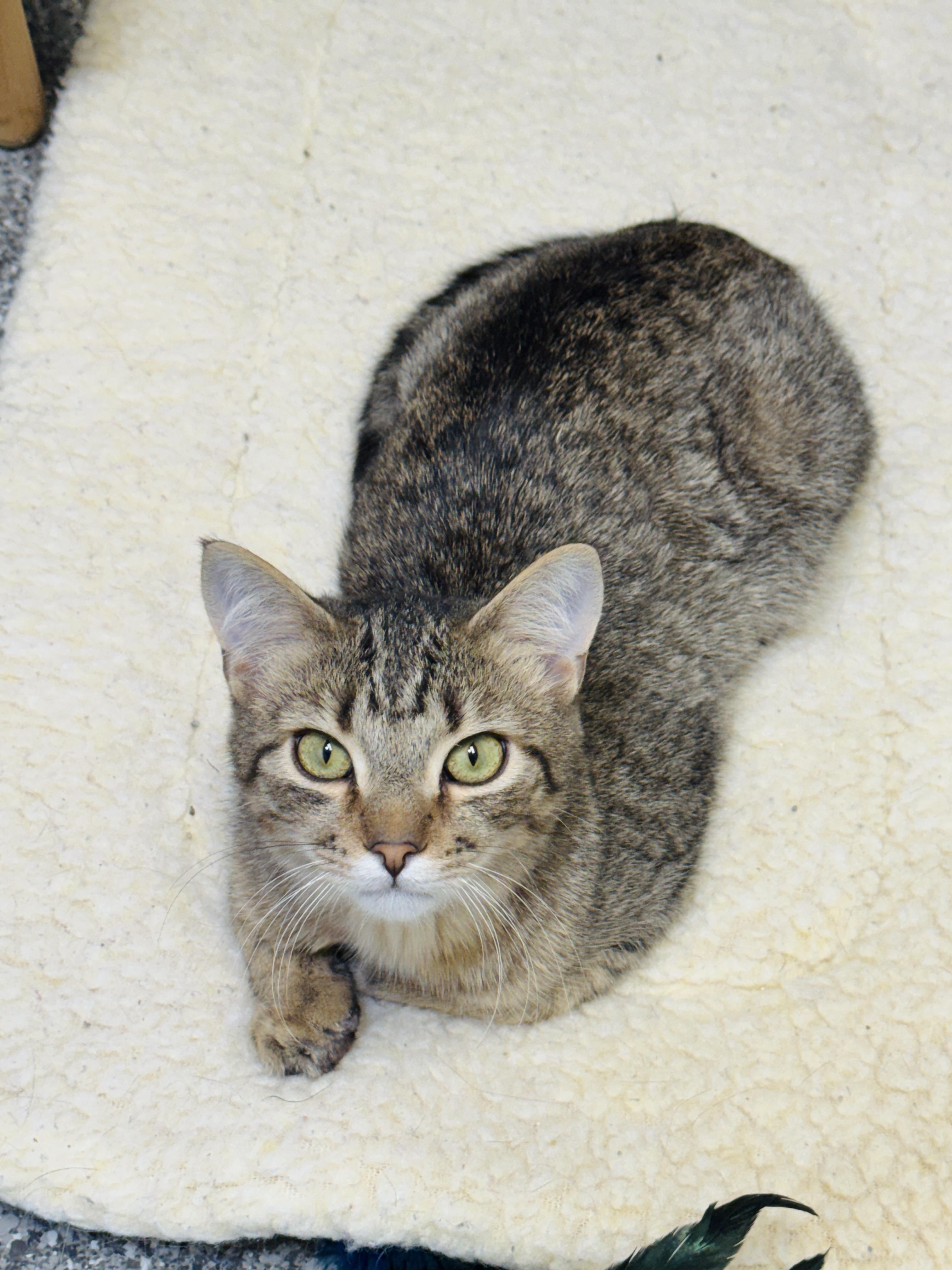 Enlarge Pistachio and Chunky Monkey *Bonded Pair*, a ADOPTABLE Domestic Short Hair in Watertown, WI image 3/5