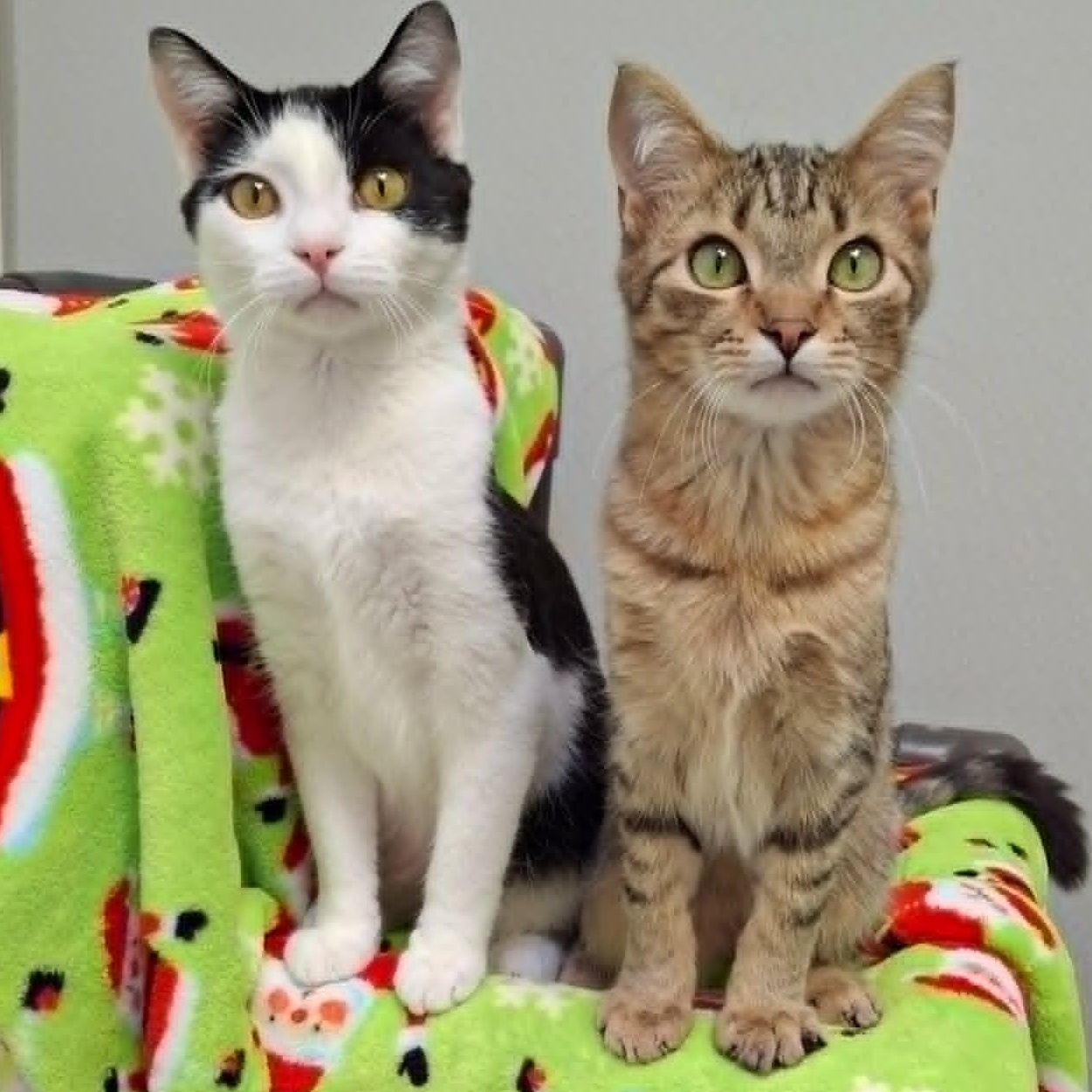 Enlarge Pistachio and Chunky Monkey *Bonded Pair*, a ADOPTABLE Domestic Short Hair in Watertown, WI image 1/6