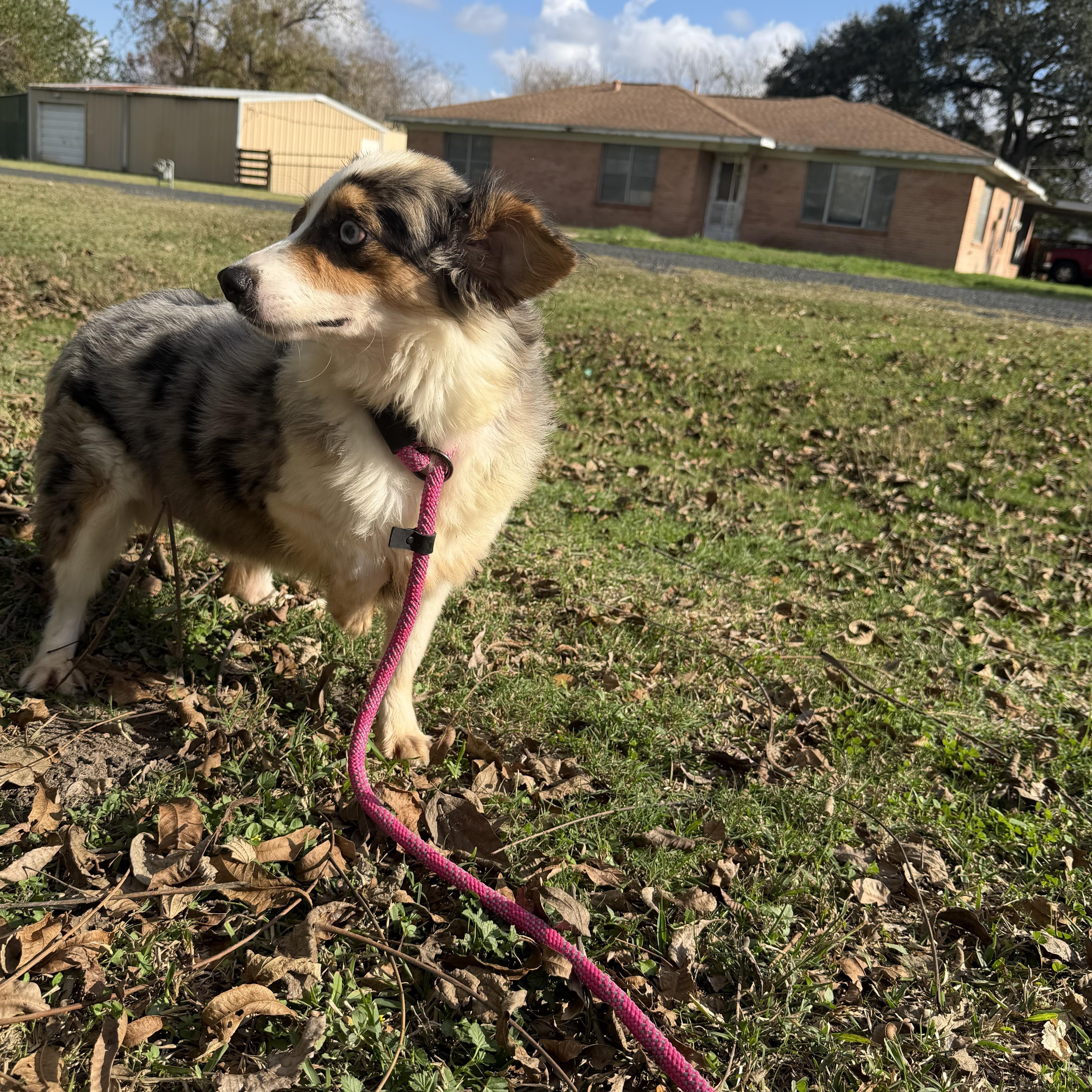 Banjo, a ADOPTABLE Australian Shepherd in Warwick, RI image 4/4