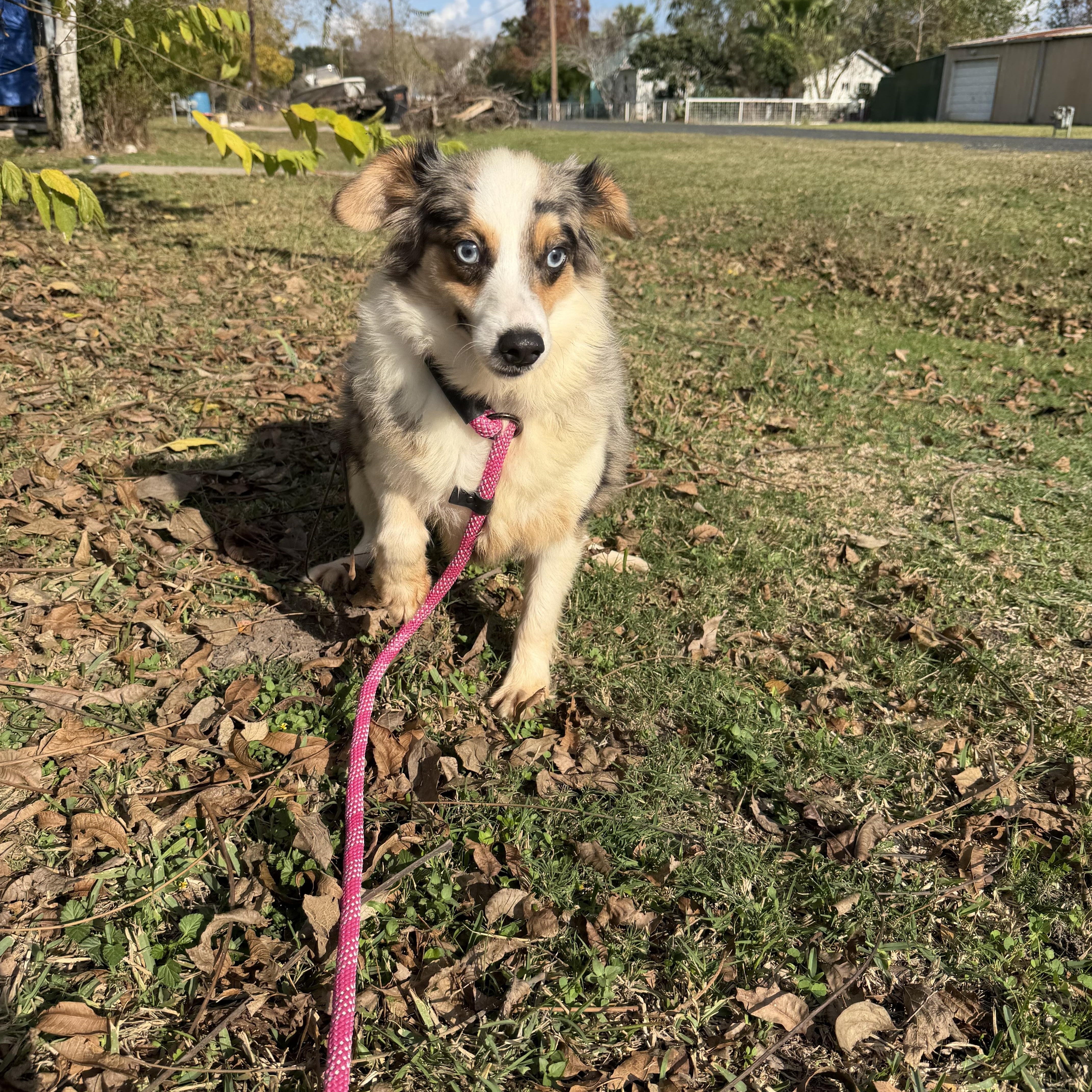 Banjo, a ADOPTABLE Australian Shepherd in Warwick, RI image 1/4