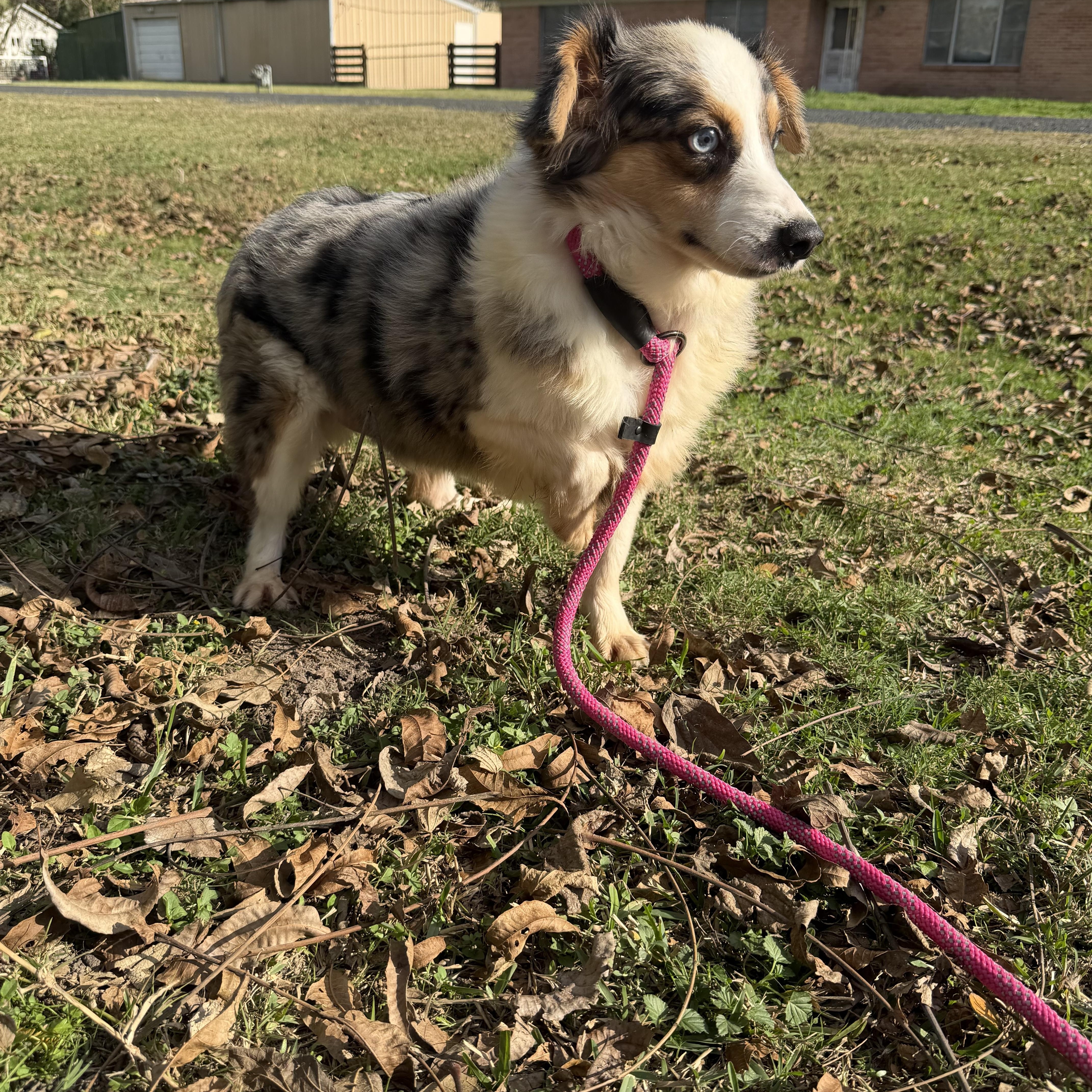 Banjo, a ADOPTABLE Australian Shepherd in Warwick, RI image 3/4