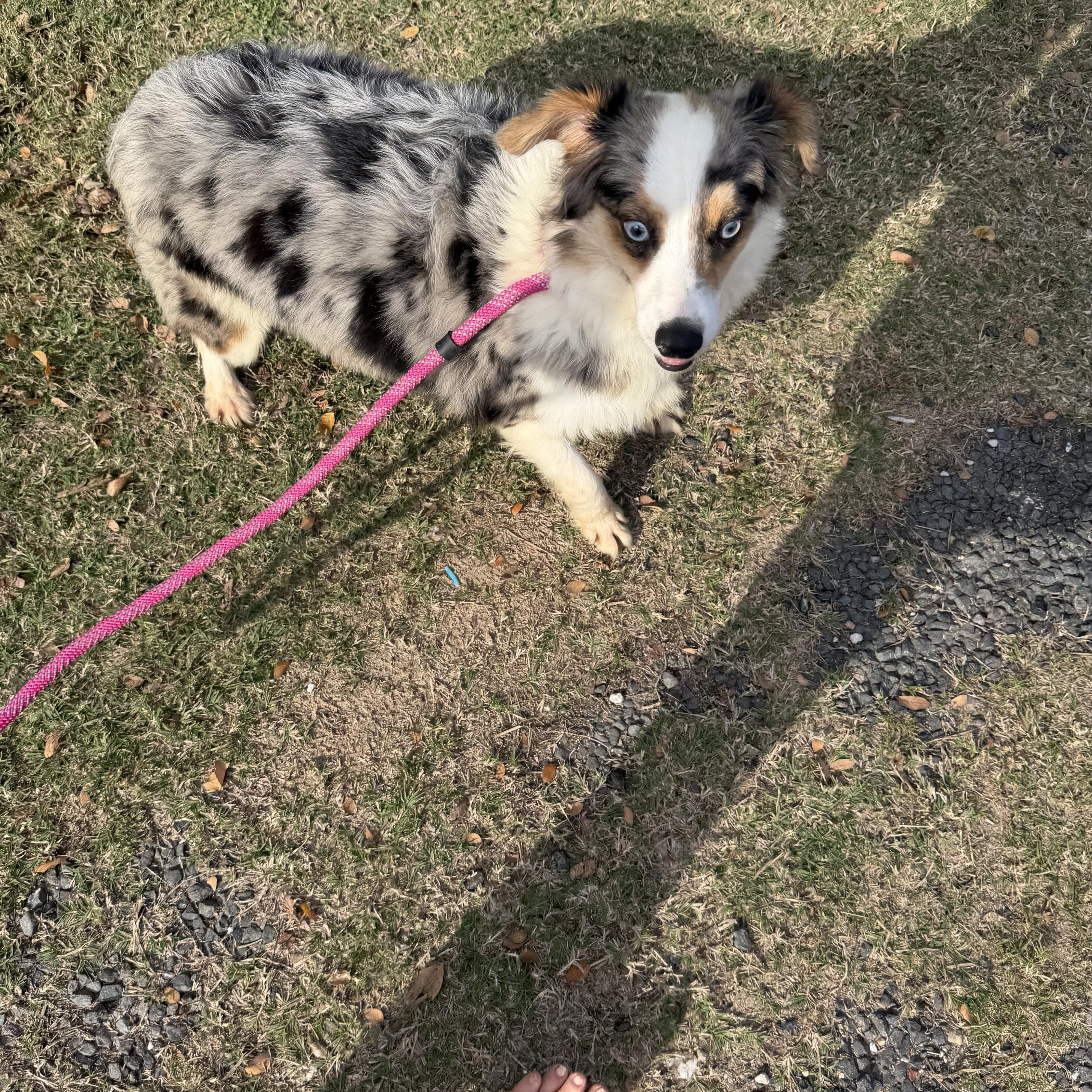 Banjo, a ADOPTABLE Australian Shepherd in Warwick, RI image 2/4