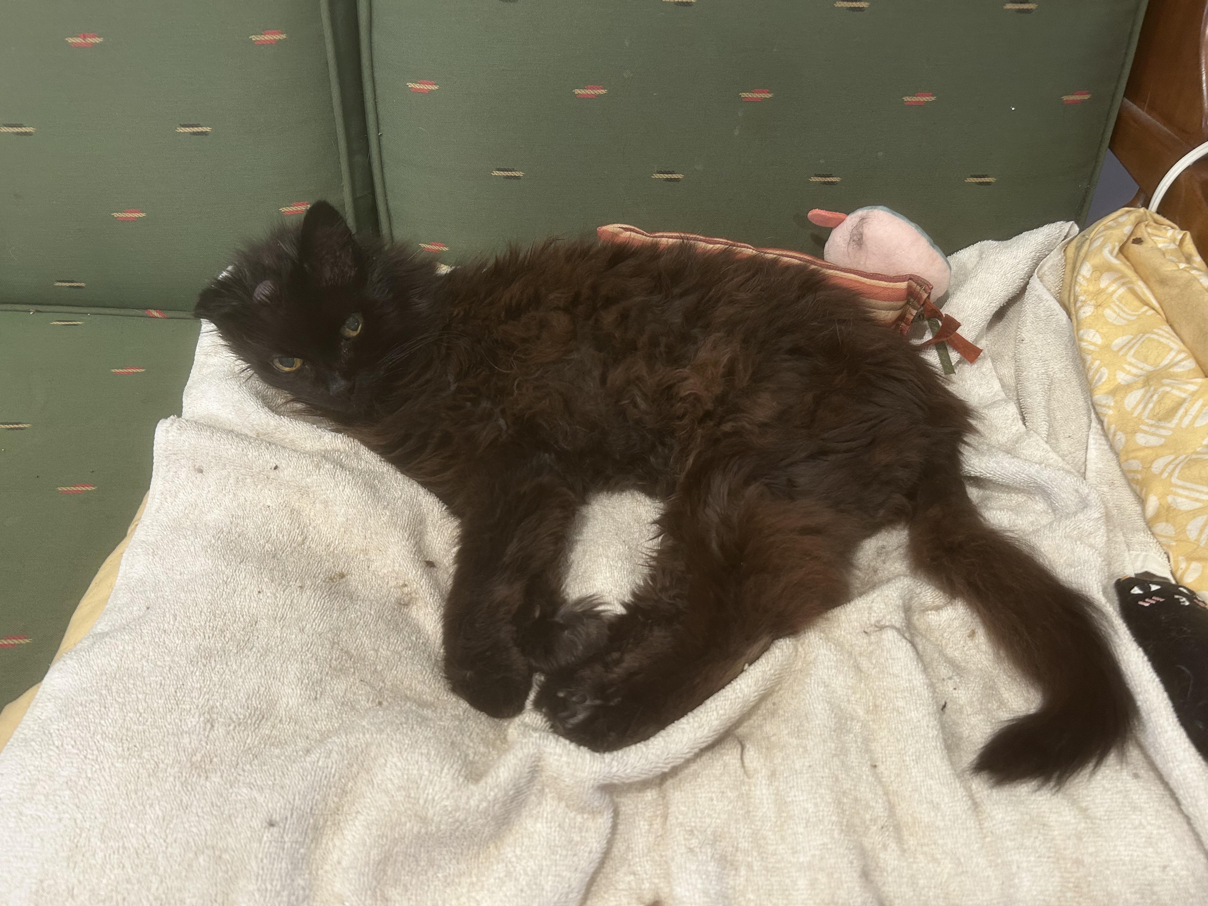 Enlarge Jiji, a ADOPTABLE Domestic Long Hair in Brantford, ON image 5/5