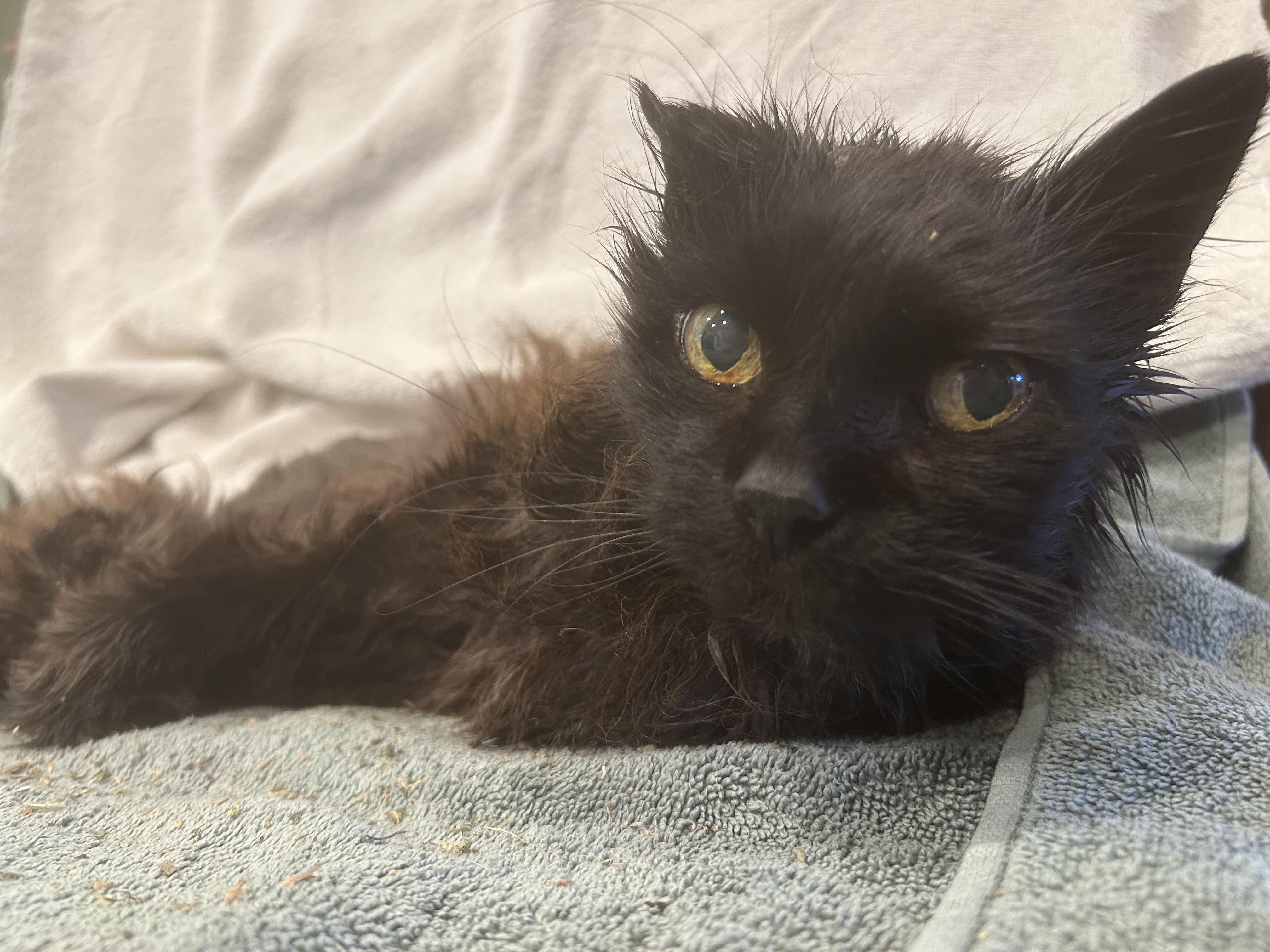 Jiji, a ADOPTABLE Domestic Long Hair in Brantford, ON image 5/5