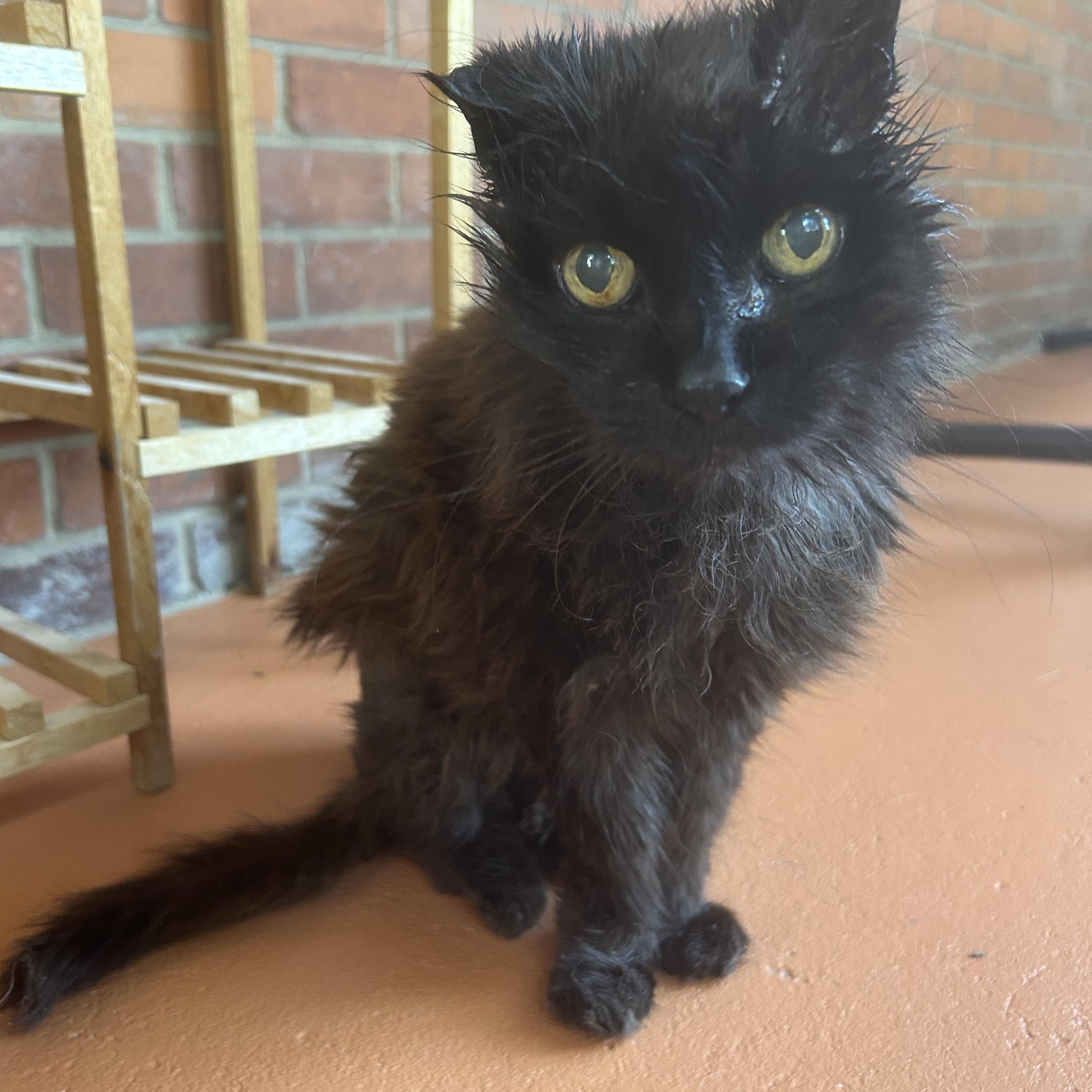 Jiji, ADOPTABLE, Senior Female Domestic Long Hair.
