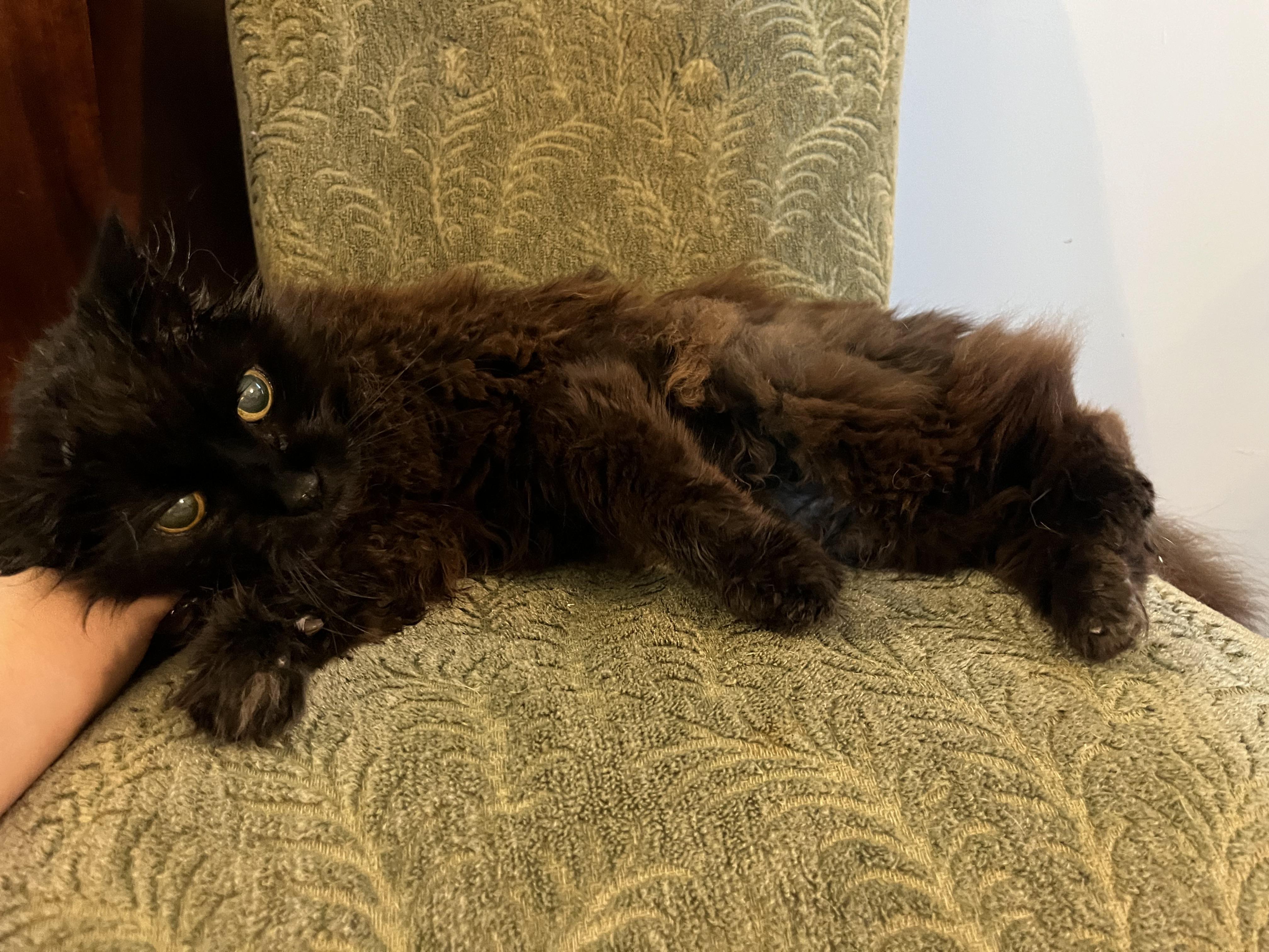Jiji, a ADOPTABLE Domestic Long Hair in Brantford, ON image 2/5