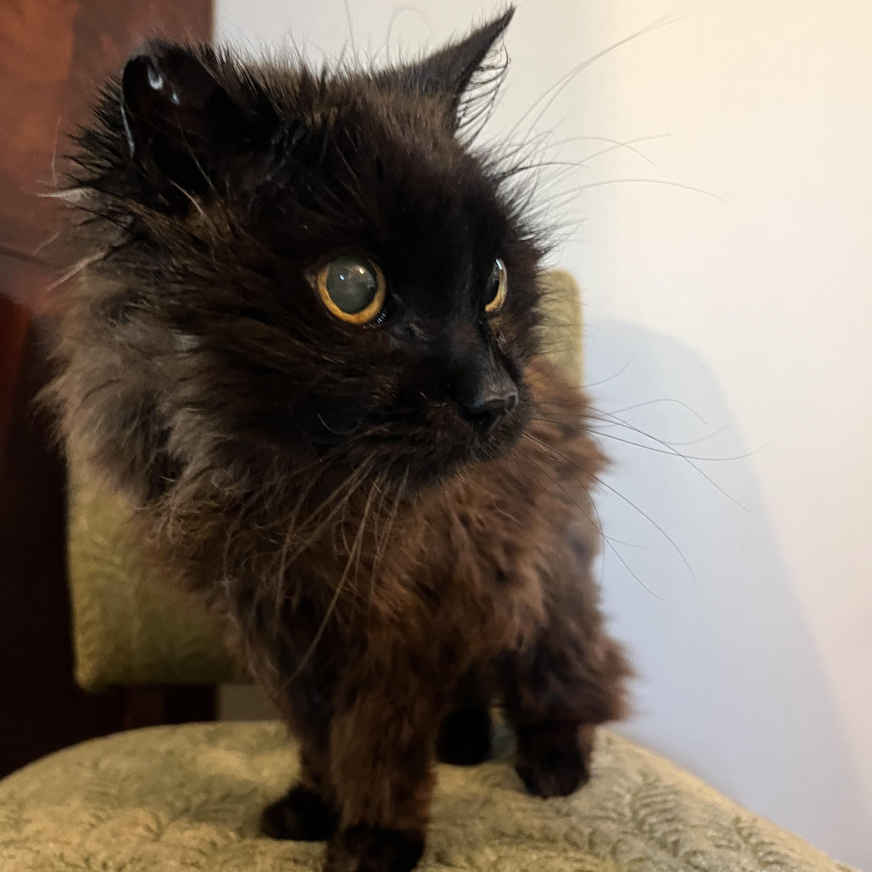 Jiji, a ADOPTABLE Domestic Long Hair in Brantford, ON image 3/5