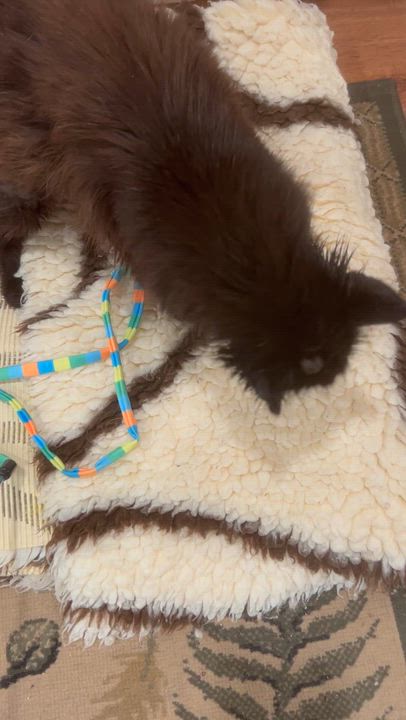 Enlarge Jiji, a ADOPTABLE Domestic Long Hair in Brantford, ON video 4/5