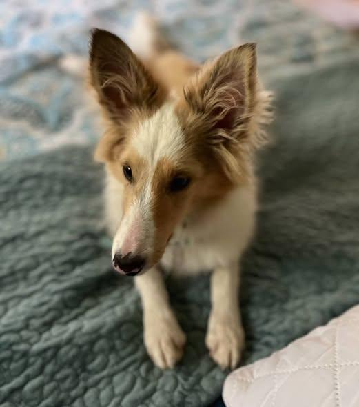 Enlarge Stanley 2026, a Adopted Shetland Sheepdog / Sheltie in Mission, KS image 1/1