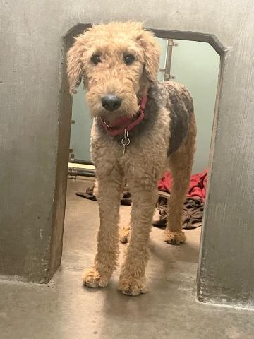 Enlarge Poppy, a ADOPTABLE Airedale Terrier in Goshen, IN image 1/1