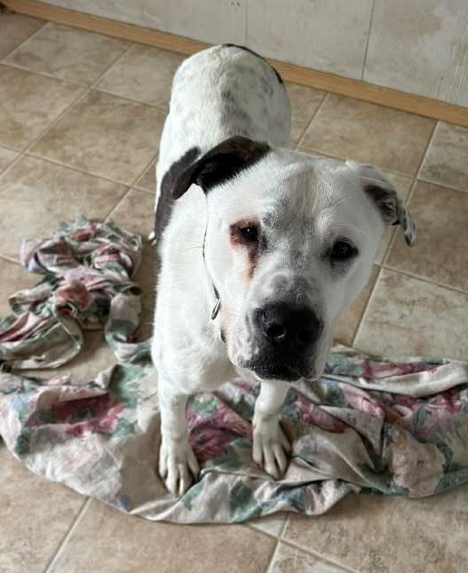 Enlarge Spence, a ADOPTABLE mixed breed in Winnipeg, MB image 2/2