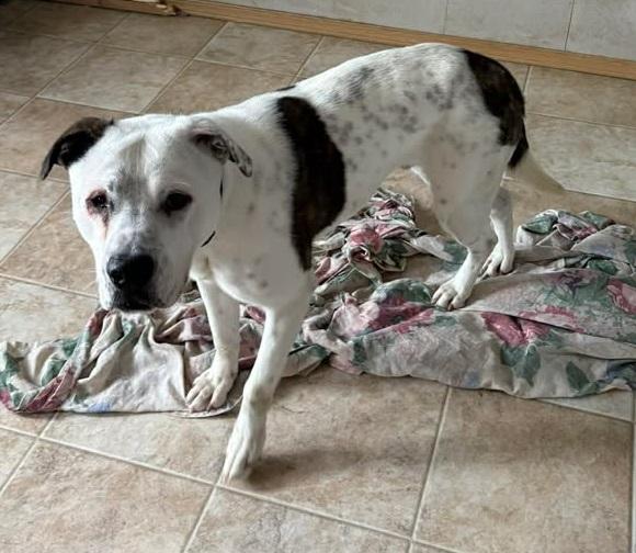 Spence, ADOPTABLE, Young Male American Bulldog.