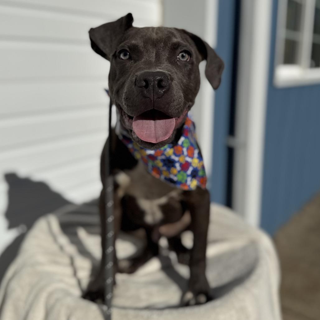 Bennett, a Adoptable Pit Bull Terrier in Newberg, OR image 1/6