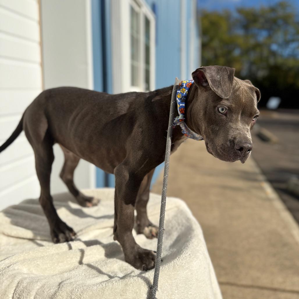 Bennett, a Adoptable Pit Bull Terrier in Newberg, OR image 2/6