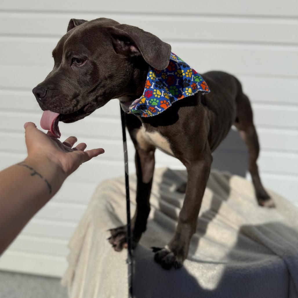 Bennett, a Adoptable Pit Bull Terrier in Newberg, OR image 4/6