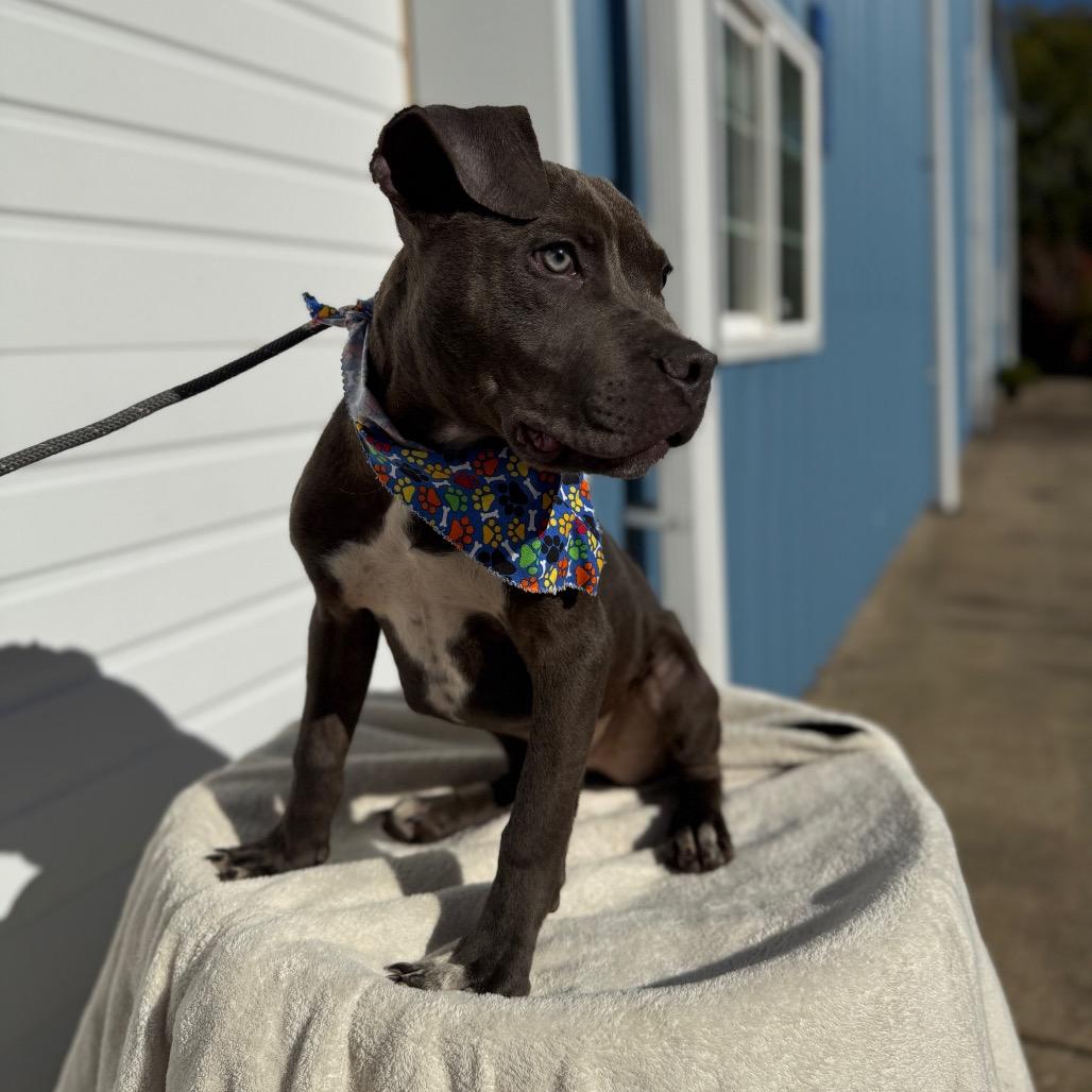 Bennett, a Adoptable Pit Bull Terrier in Newberg, OR image 5/6