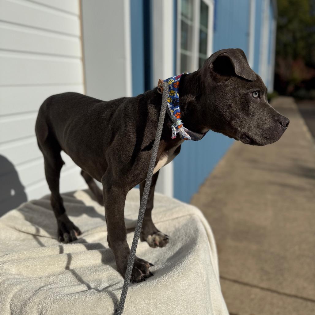 Bennett, a Adoptable Pit Bull Terrier in Newberg, OR image 6/6