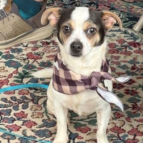 Doofus, adopted, Young Male Chihuahua & Miniature Dachshund.