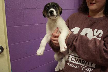 Jill, Adoptable, Young Female Shepherd & Mixed Breed.