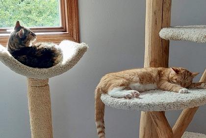 Atlas, Adoptable, Adult Female Domestic Short Hair & Domestic Short Hair.