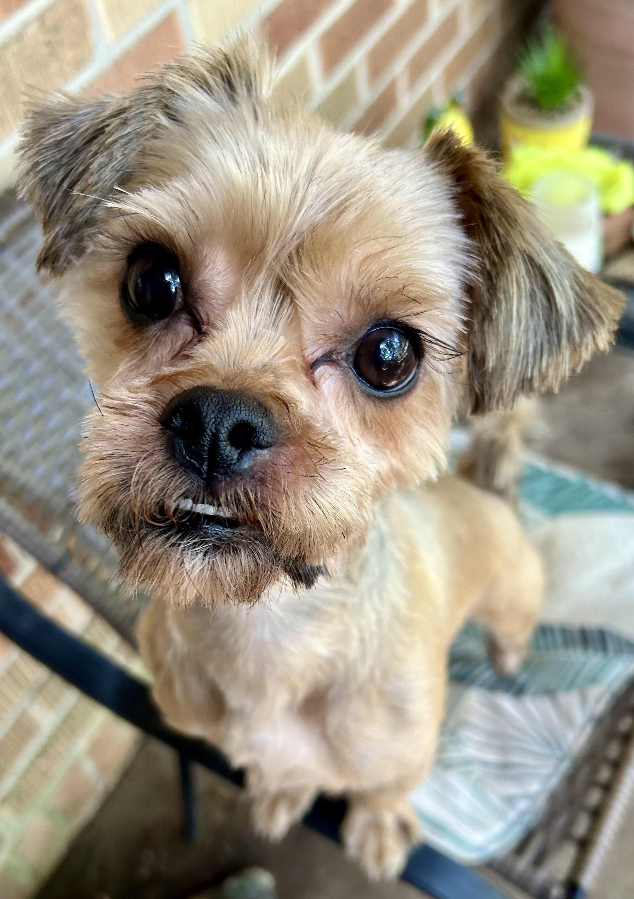 Chip