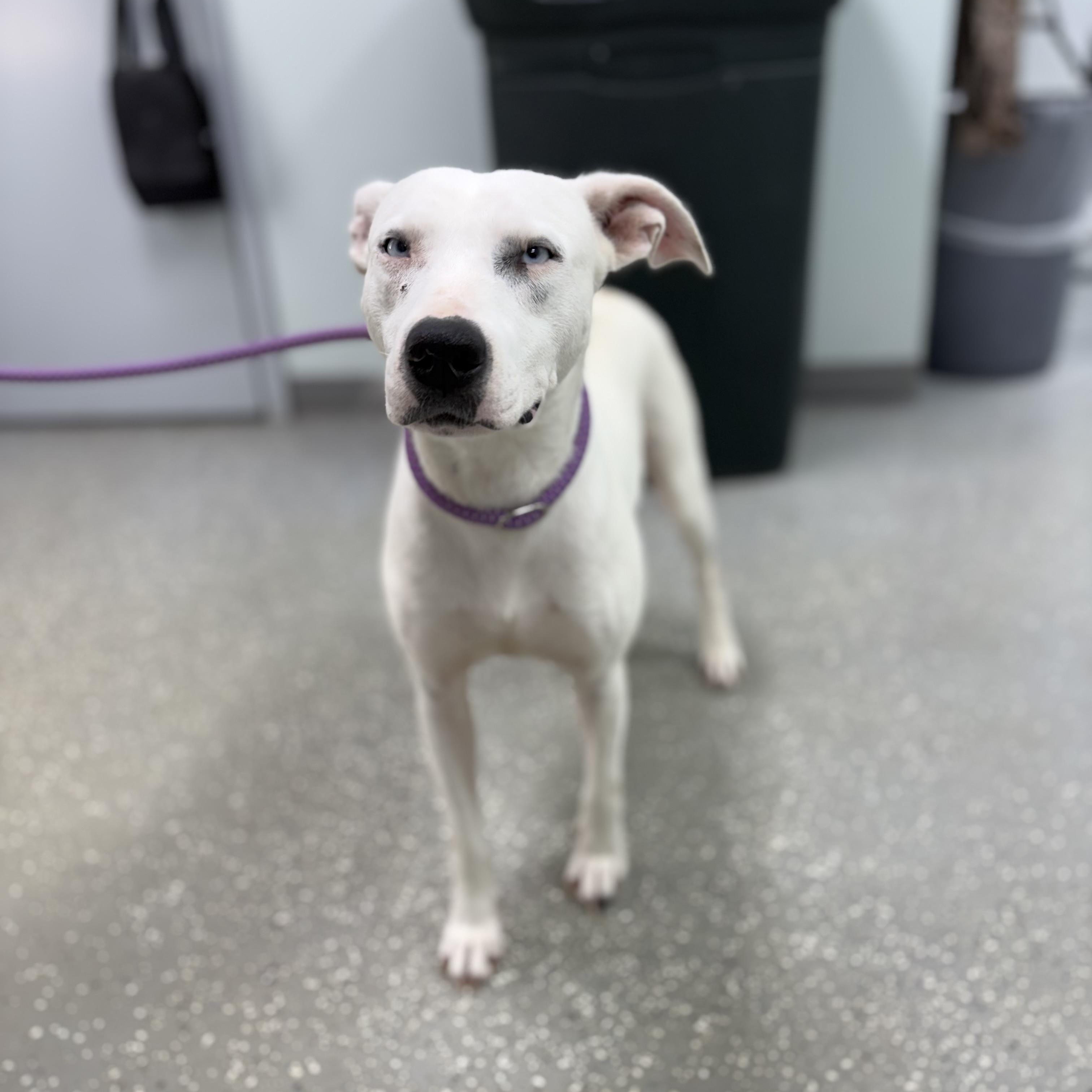 Glacia, a ADOPTABLE mixed breed in Bardstown, KY image 2/6