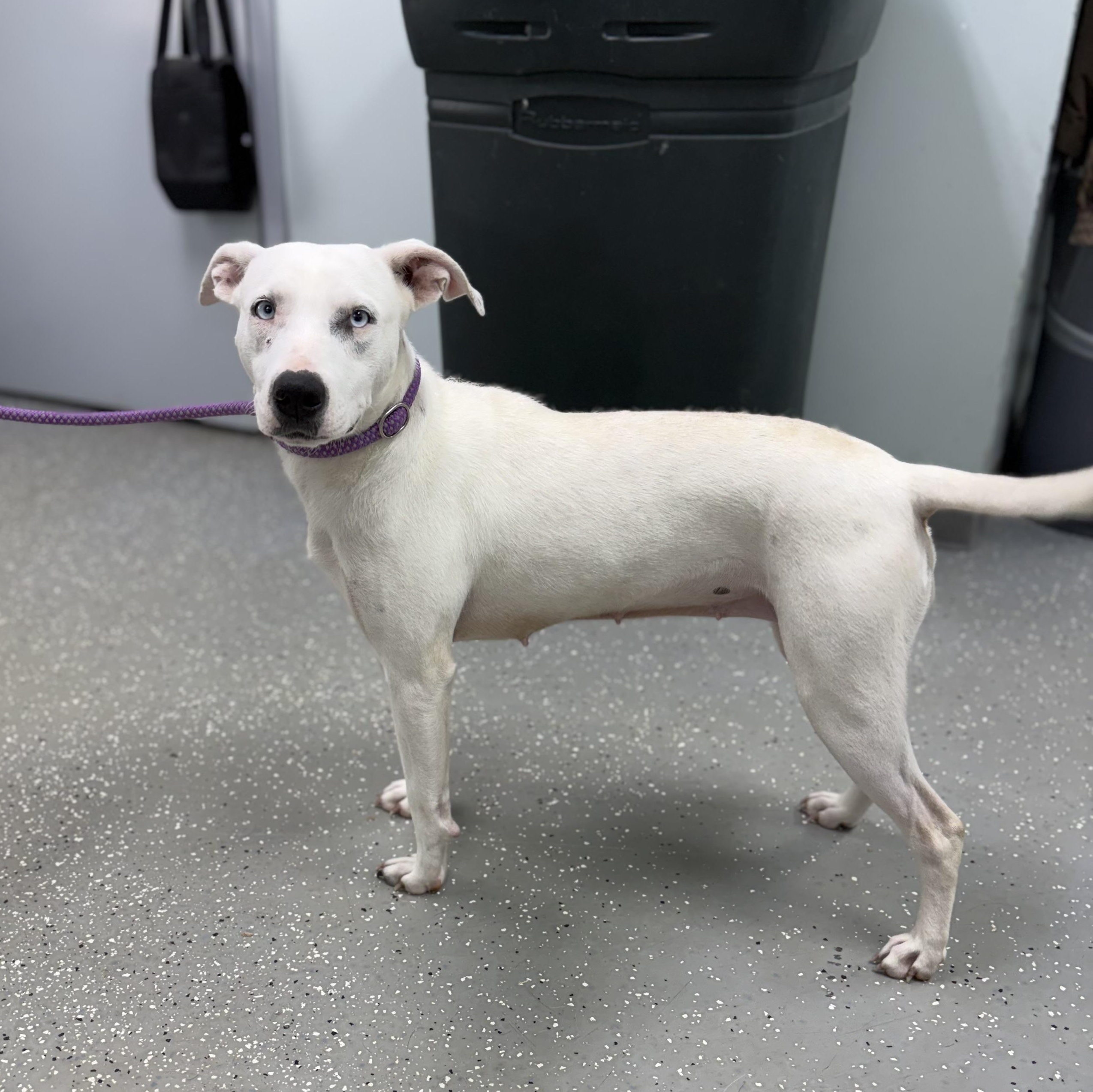 Glacia, a ADOPTABLE mixed breed in Bardstown, KY image 3/6