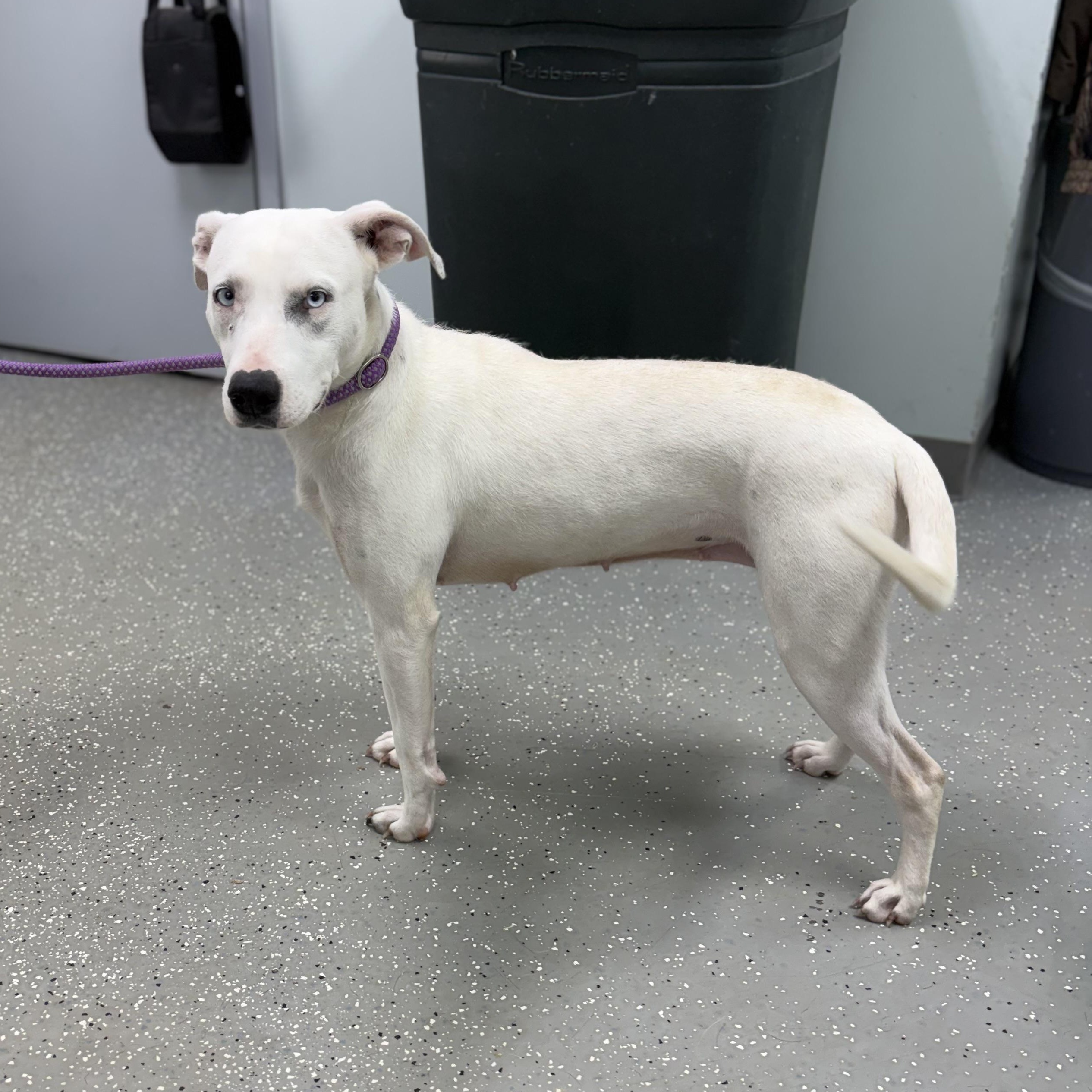 Glacia, a ADOPTABLE mixed breed in Bardstown, KY image 5/6