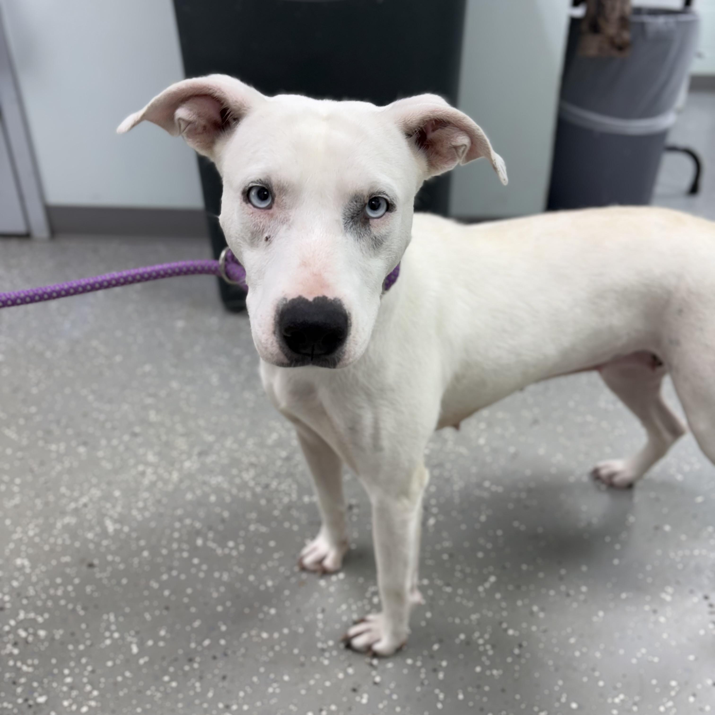 Glacia, a ADOPTABLE mixed breed in Bardstown, KY image 4/6