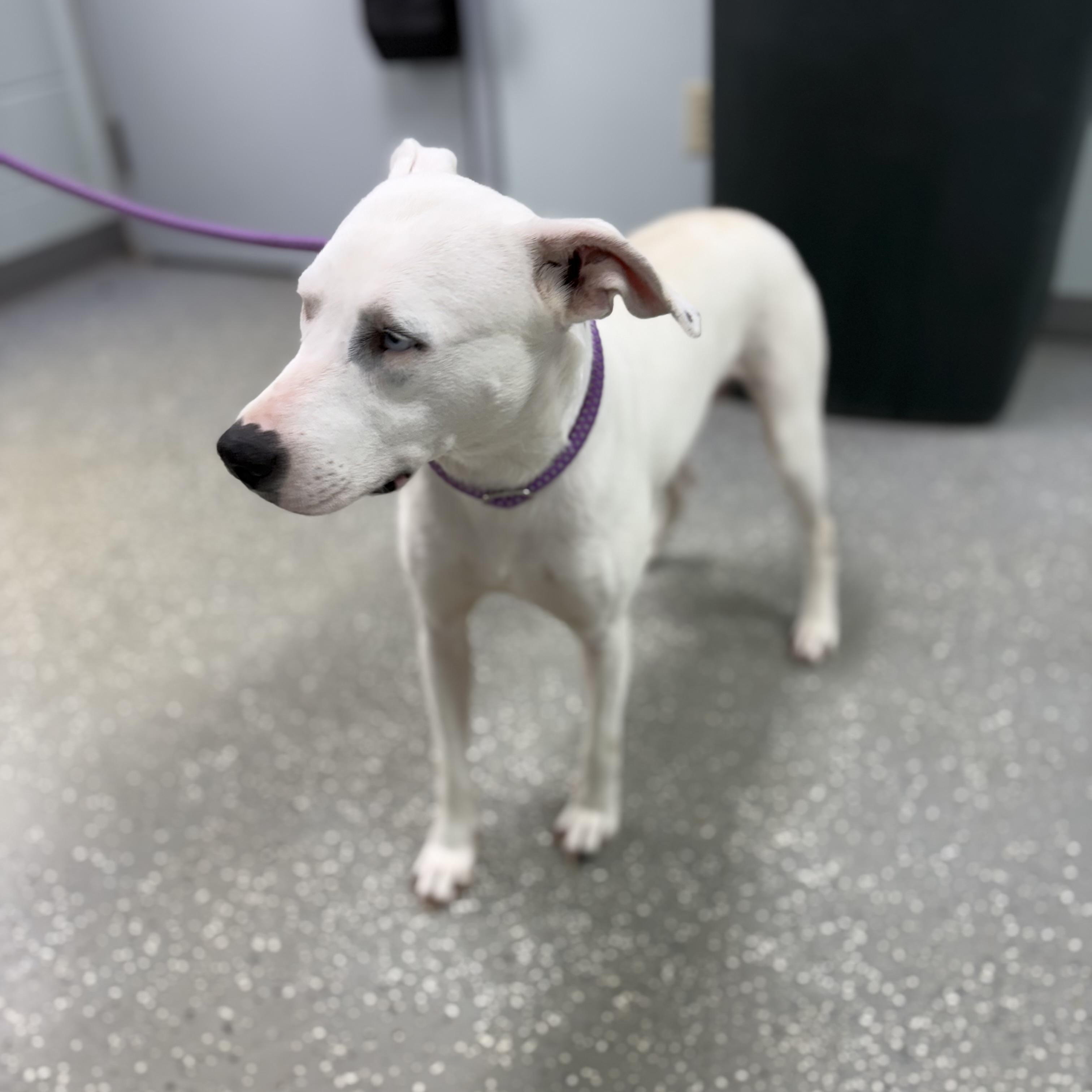 Glacia, a ADOPTABLE mixed breed in Bardstown, KY image 6/6