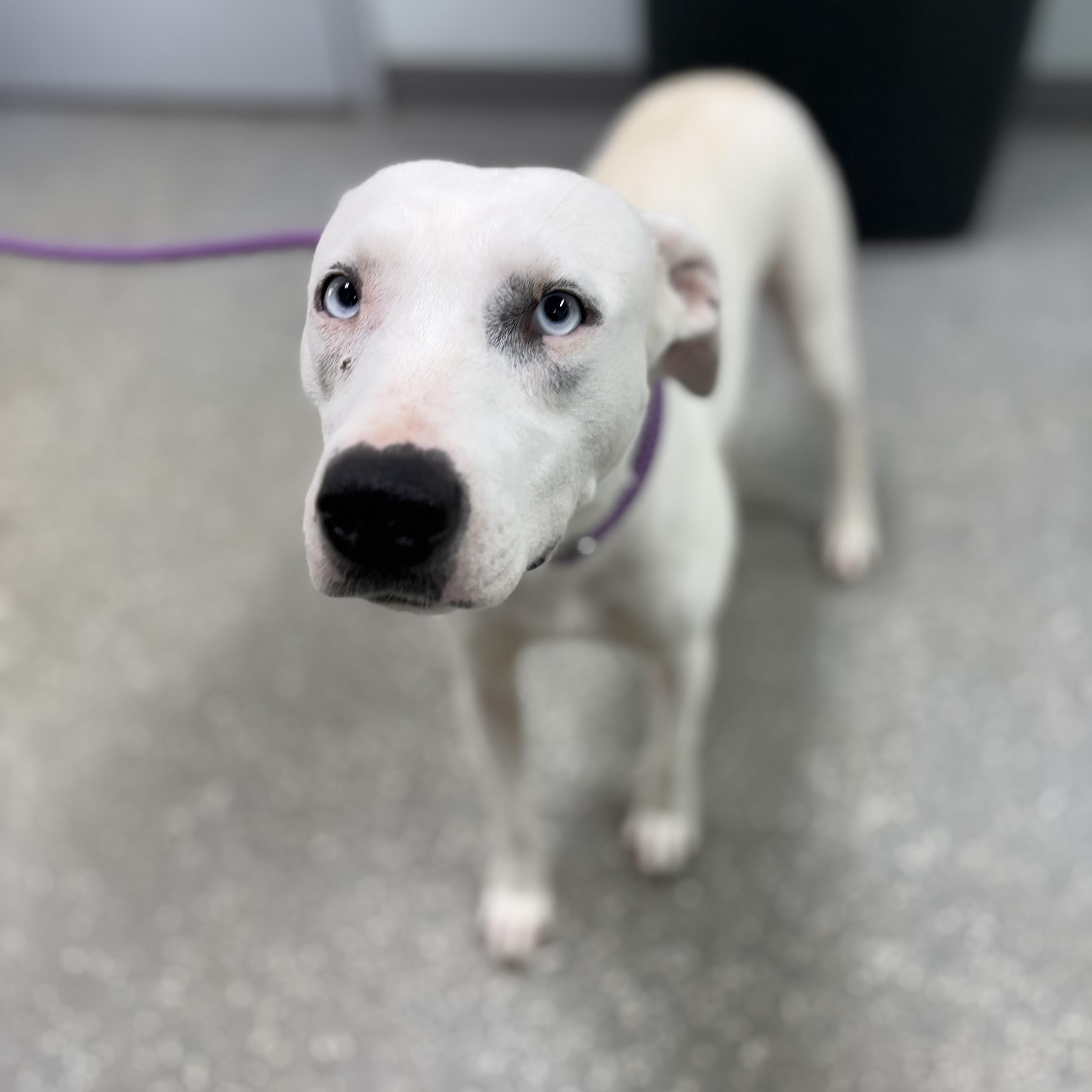Glacia, ADOPTABLE, Puppy Female Mixed Breed.