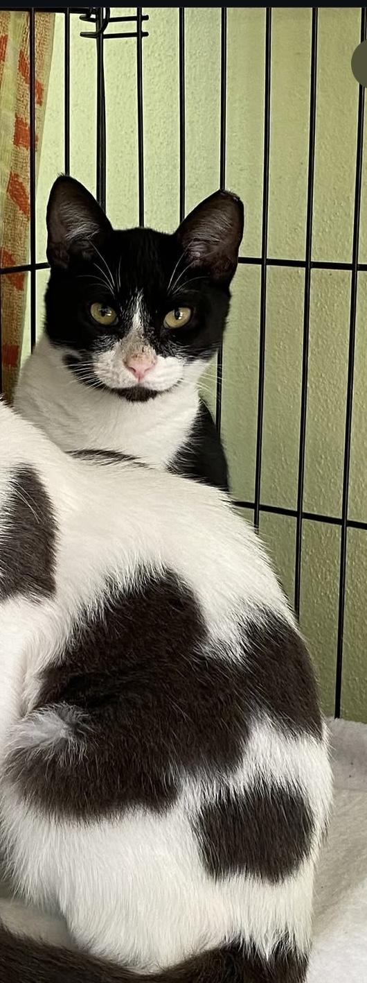 PRINCESS LEYA Domestic Short Hair Cat