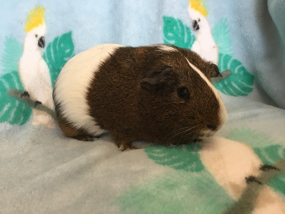 Doger Roger, Adoptable, Young Male Guinea Pig.