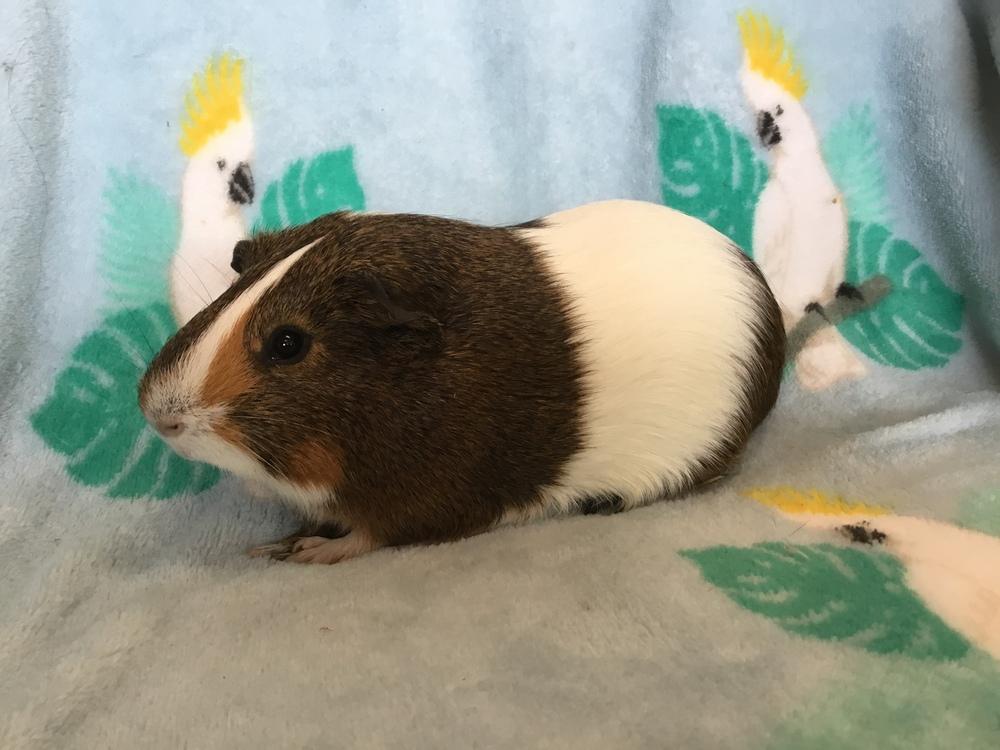 Doger Roger, a Adoptable Guinea Pig in San Diego, CA image 2/3