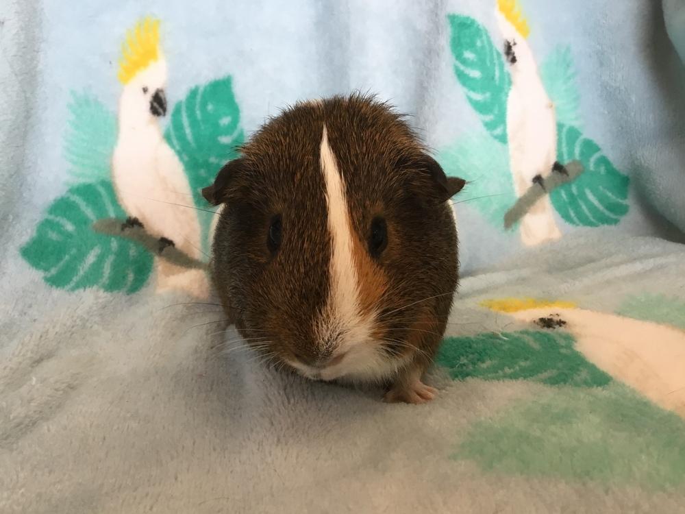 Doger Roger, a Adoptable Guinea Pig in San Diego, CA image 3/3