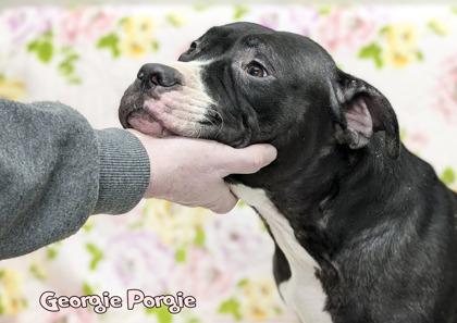 Enlarge Georgie Porgie, a Adoptable mixed breed in Mason, MI image 1/3