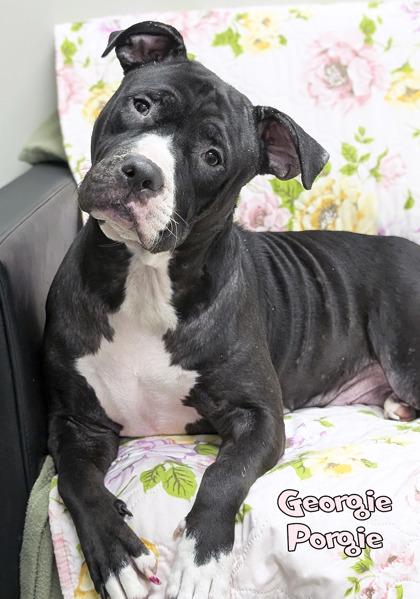 Enlarge Georgie Porgie, a Adoptable mixed breed in Mason, MI image 2/3