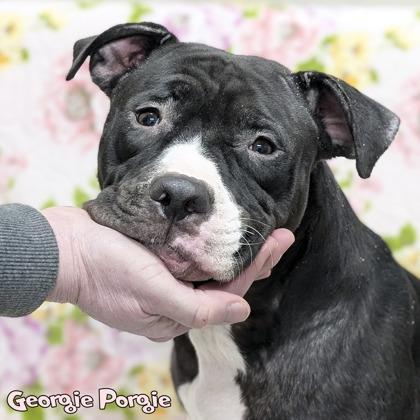 Enlarge Georgie Porgie, a Adoptable mixed breed in Mason, MI image 3/3
