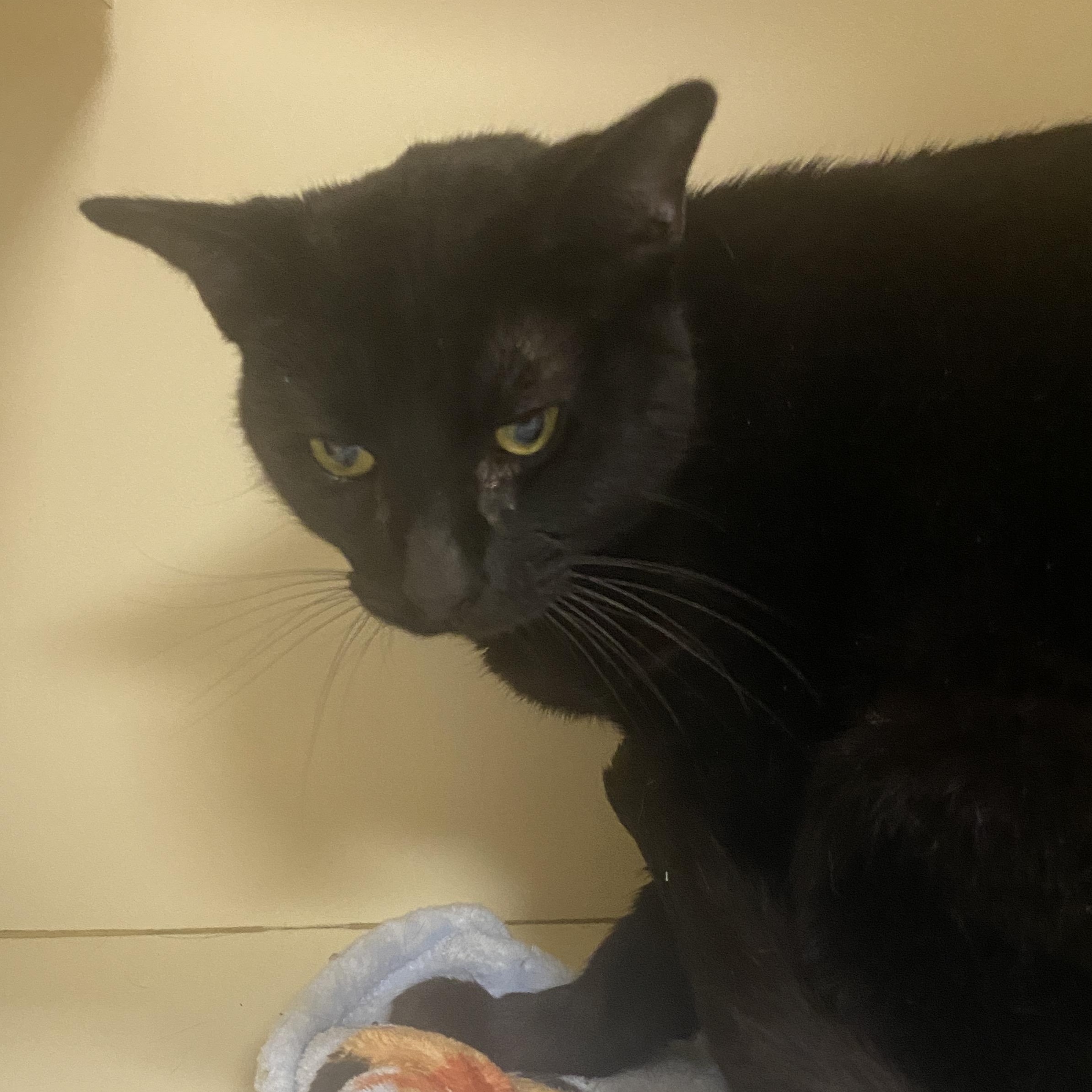 Enlarge Tippy, an adopted Domestic Short Hair in Elyria, OH image 1/1