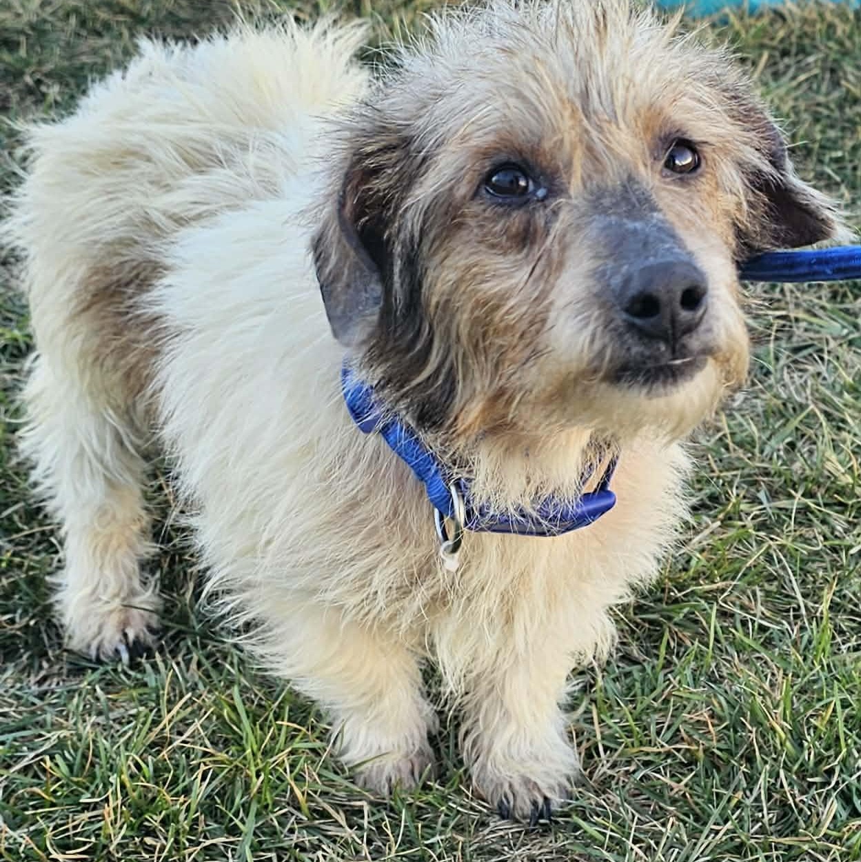 Enlarge Dino~ sponsored fee, a ADOPTABLE mixed breed in Minooka, IL image 2/2