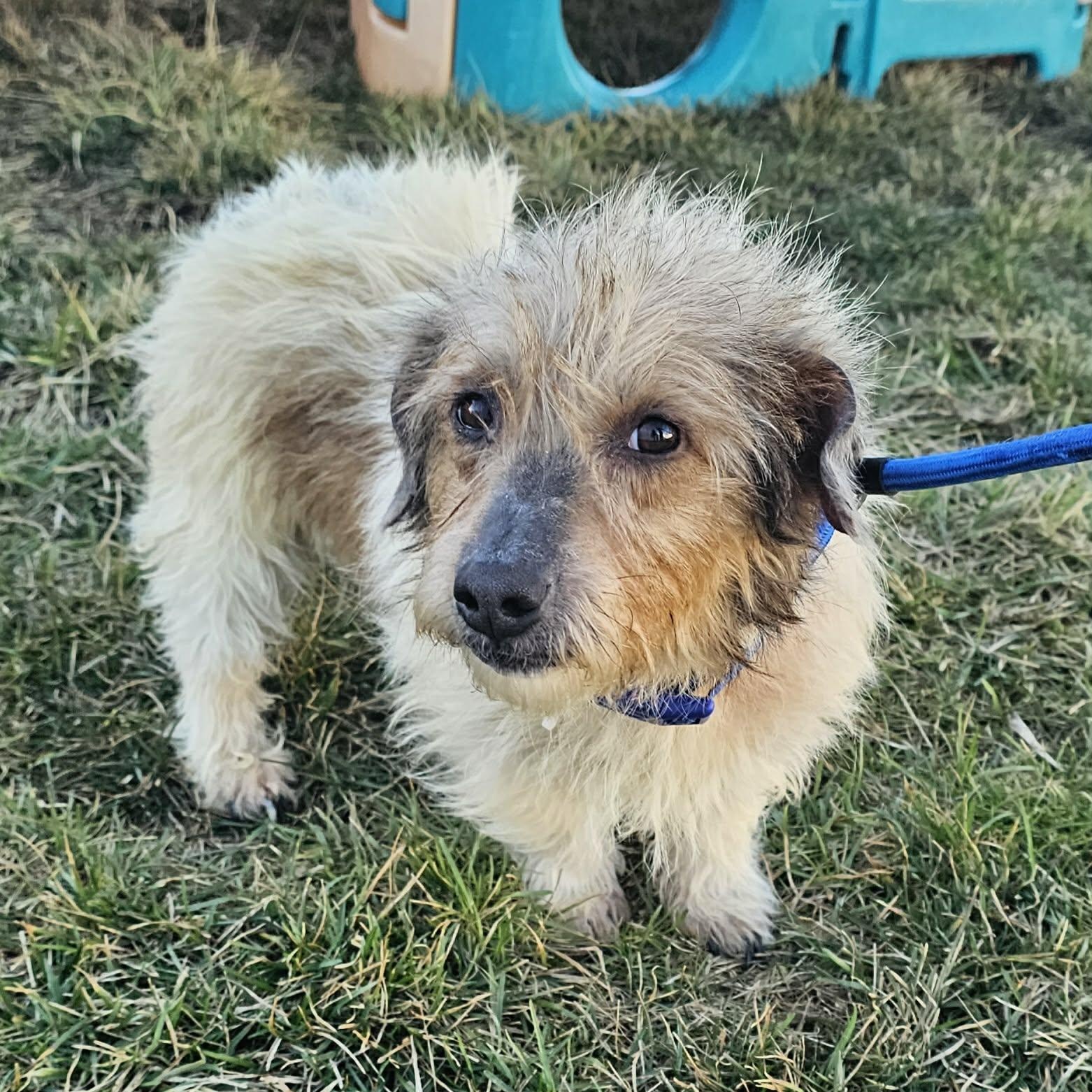 Enlarge Dino~ sponsored fee, a ADOPTABLE mixed breed in Minooka, IL image 1/2