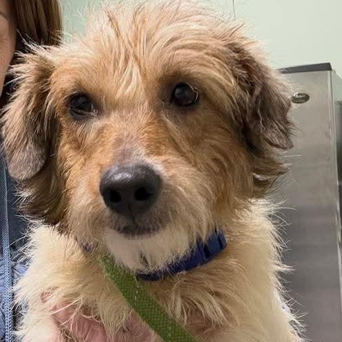 Enlarge Dino~ sponsored fee, a ADOPTABLE mixed breed in Minooka, IL image 1/4