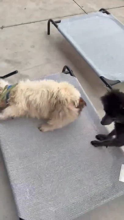 Enlarge Dino~ sponsored fee, a ADOPTABLE mixed breed in Minooka, IL video 4/4